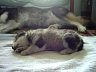 Pups 24.jpg